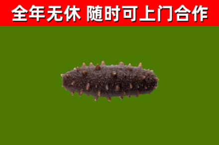 蒸湘区烟酒回收干海参.jpg
